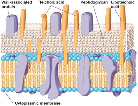 composed primarily of peptidoglycan (up to 90% of wall), may also contain teichoic acids (__negatively__ charged give bacteria negative charge)

1\.     bind Ca2+ and Mg2+

2\.     help maintain structure of cell wall

3\.     protect from harmful substances

4\.     role in __pathogenesis__

lipoteichoic acids - attached to membrane lipids