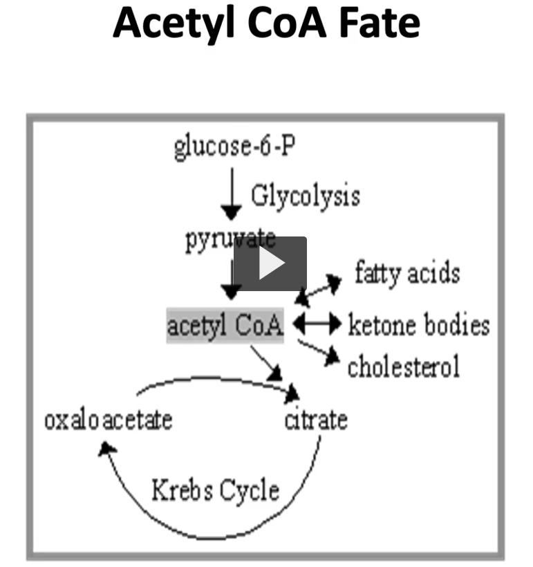 <p>The <strong>Pyruvate Dehydrogenase Complex (PDC)</strong> is a <strong>large enzyme system</strong> that converts <strong>pyruvate into acetyl-CoA</strong>, which then enters the <strong>citric acid cycle (TCA cycle)</strong> in the mitochondrial matrix.</p><p>what happens to acetyl-CoA once it is formed?</p><p>answer: acetyl-CoA can follow different directions <u>depending on the metabolic needs of the cell</u>.</p><ol><li><p>One pathway is to go into the TCA cycle: where acetyl-CoA is combined with oxaloacetate to produce Citrate (acetyl-CoA + oxaloacetate= citrate). </p></li><li><p>another pathway leads to the formation of ketone bodies during starvation (acetyl-CoA can become ketone bodies during starvation)</p></li><li><p>or when blood glucose is high, acetyl-CoA can go into cholesterol, fatty acid synthesis, which is a fed state.</p></li></ol><p></p>