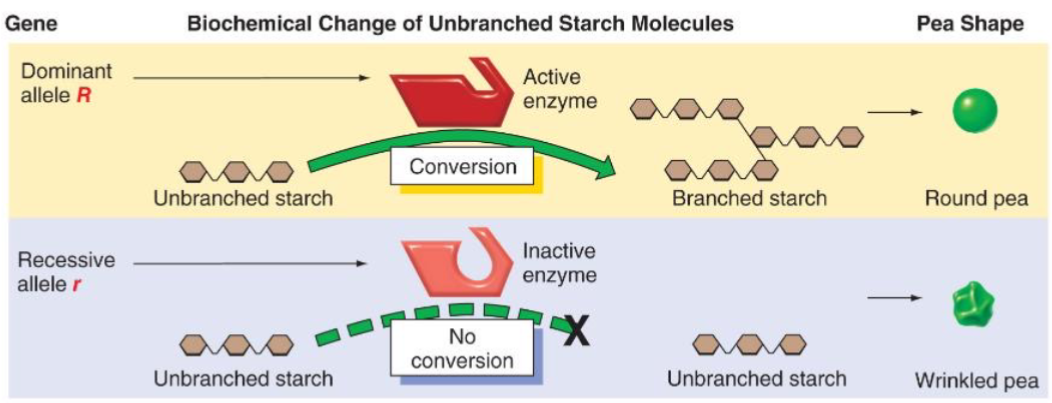 <ul><li><p>gene responsible for pea shape (Sbe 1)</p></li><li><p>Wrinkled allele: R disrupted by insertion to r</p></li><li><p>gene responsible for pea colour (Sgr1 YY)</p><ul><li><p>functions in pathway involved breaking down chlorophyl during pea maturation = yellow peas</p></li><li><p>y allele is null allelle = no Sgr1 protein product = green peas</p></li></ul></li></ul>