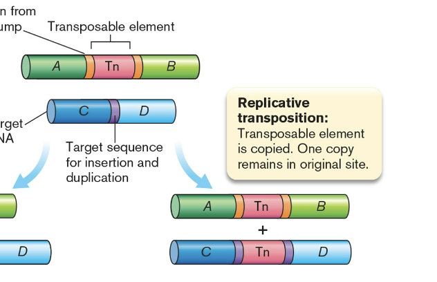 <p>the element is copied and one copy remains in the original site </p>
