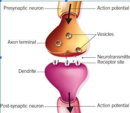 <p>Neurotransmitter </p>