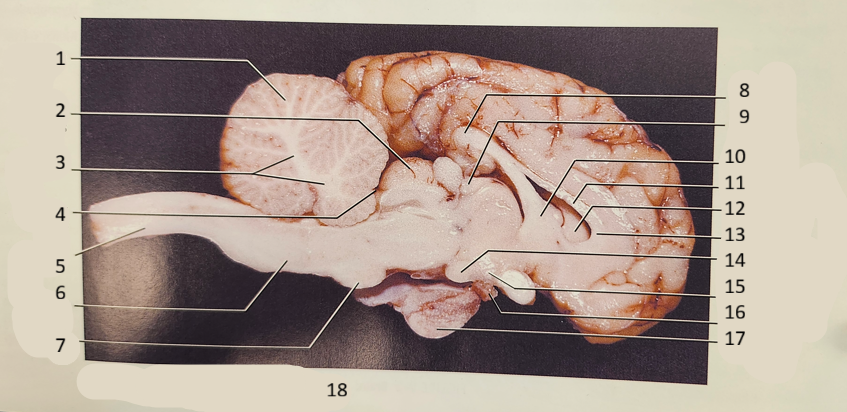 <p>SHEEP brain 4-12</p>