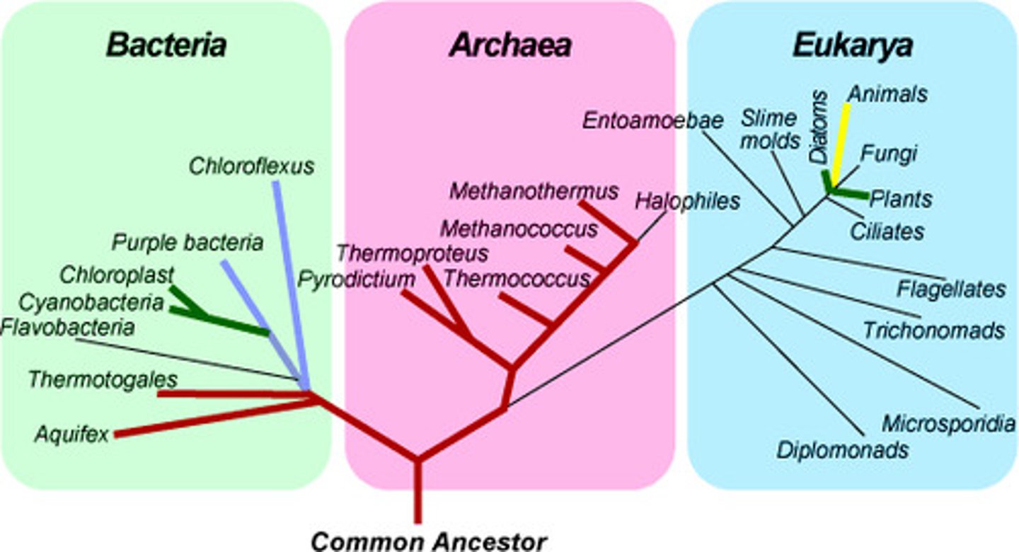 <p>tree that has a root node; more rooted trees than unrooted statistically; specify evolutionary relationships with completeness</p>