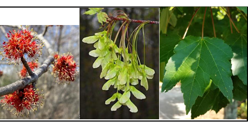 <p>Aceraceae</p><p>Acer rubrum</p>