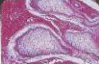 <p>Identifica el tejido</p>