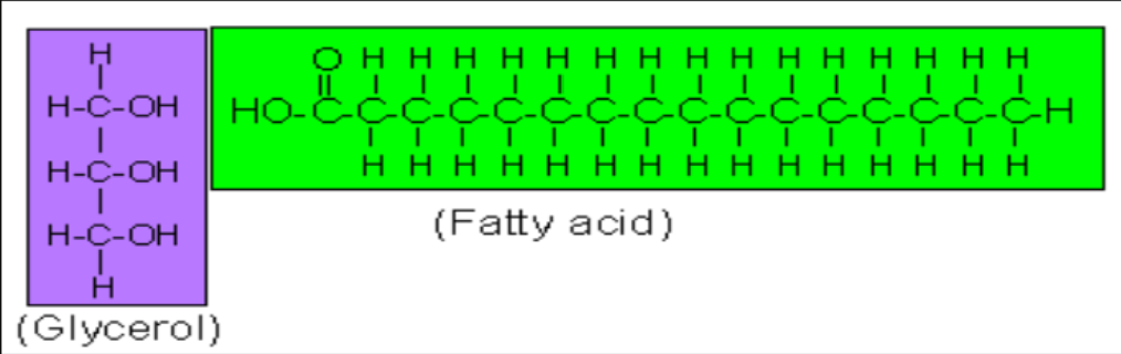 <p>Monomer: Fatty acid chain</p><ul><li><p>Long-term energy</p><ul><li><p>Cushion for organs</p></li></ul></li><li><p>C, H, O</p></li><li><p>Func. group: <span style="background-color: transparent;">Carboxyl (-COOH)</span></p></li></ul><p></p>