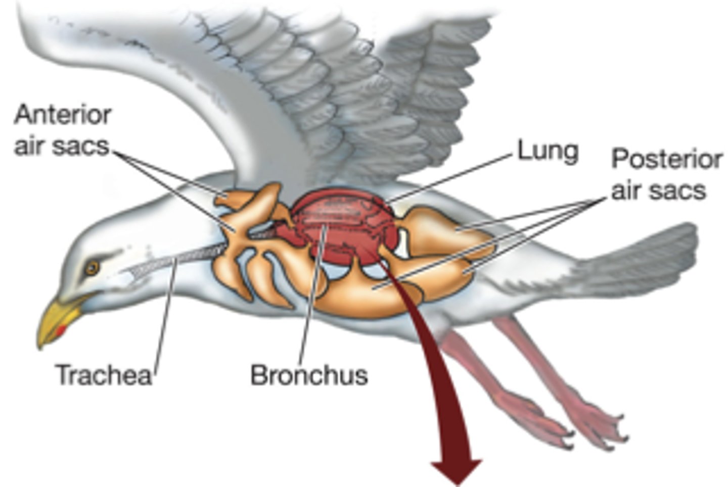 <p>Tiny thin-walled pouches in the lungs where oxygen enters the blood and carbon dioxide leaves the blood.</p><p>-was found in dinosaurs</p>