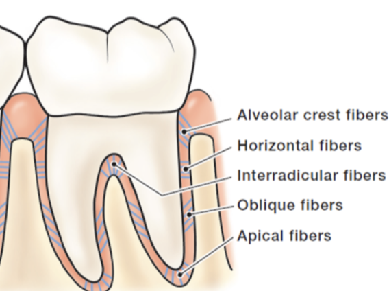 <p>5 Principal Periodontal Ligament Fibers:</p>