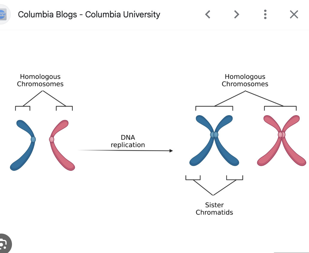 <ul><li><p>Pairs of chromosomes (in diploid cells) that are similar in shape, size, and genetic content, one inherited from each parent.</p></li></ul><p></p>