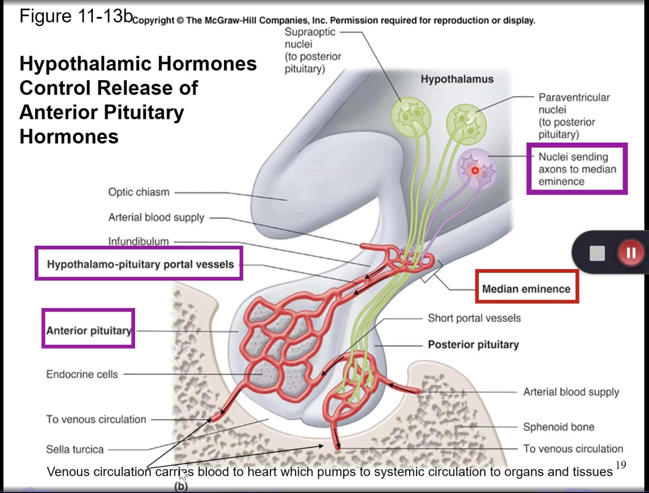 <p>the protein ________is voltage sensor inbedded in the t tubule and as an action potential is generated it changes shape of ________ to allow Ca2+ to flow from the sarcoplasmic reticulum into the ICF</p>