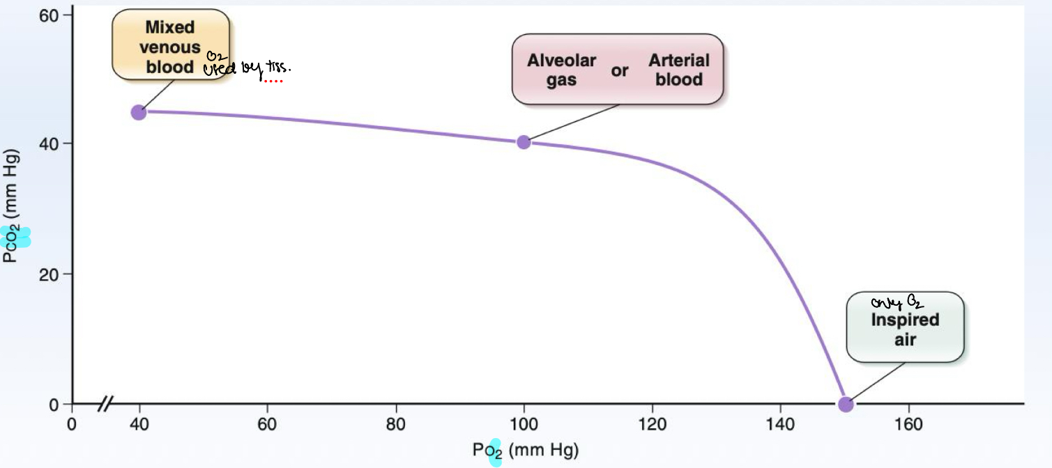 <p>O2 enters co2 leaves pulmonary capillary</p>