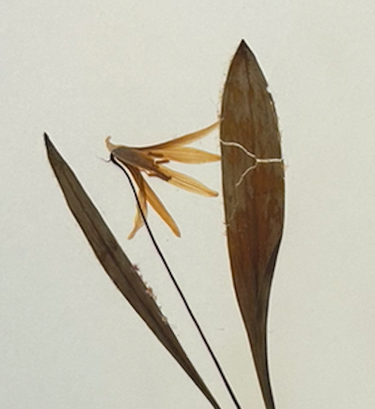 <p>Liliales</p><p>Liliaceae</p>