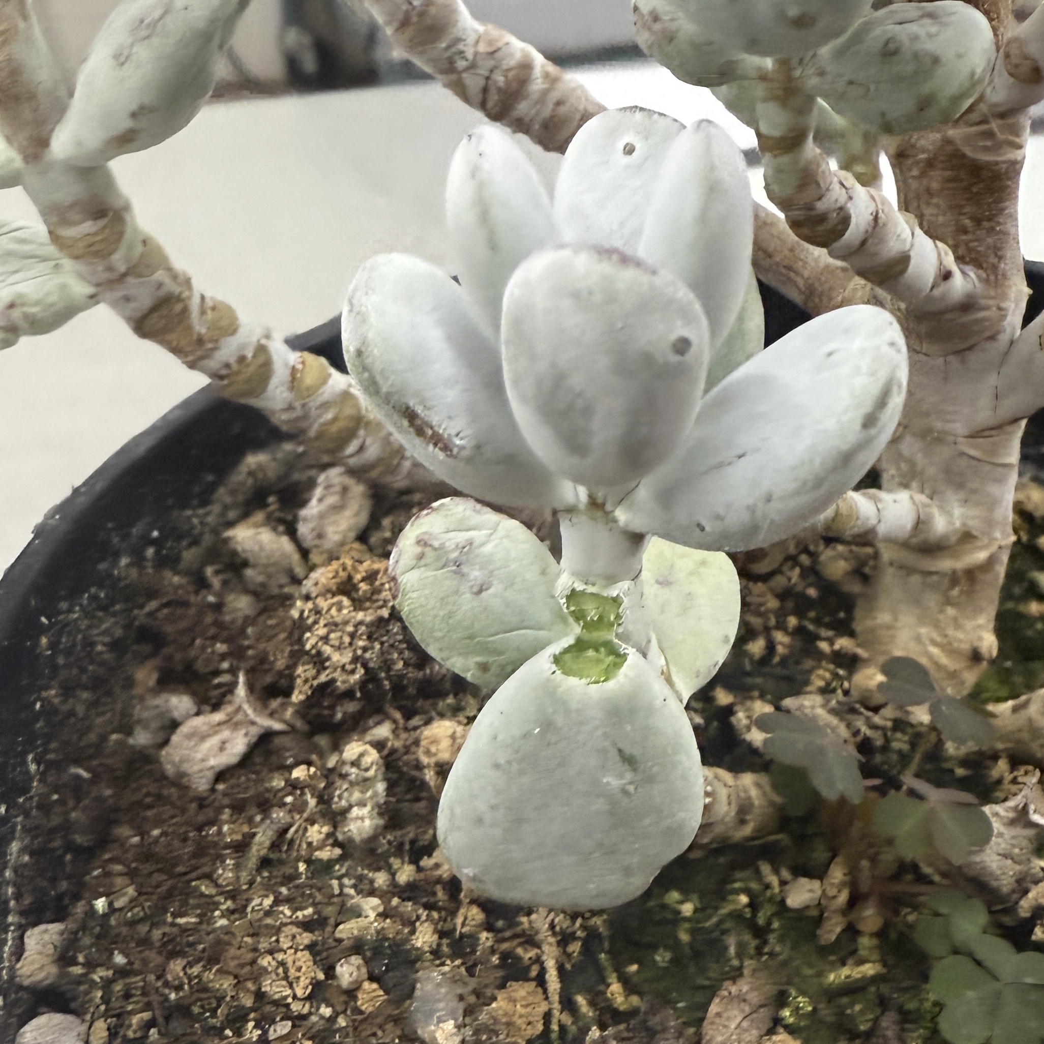 <p>Identify the attachment type of the leaf specimen</p>
