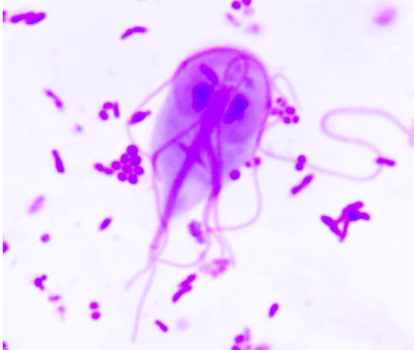 <p>Giardia duodenalis</p><p>- flagelado del intestino delgado</p>