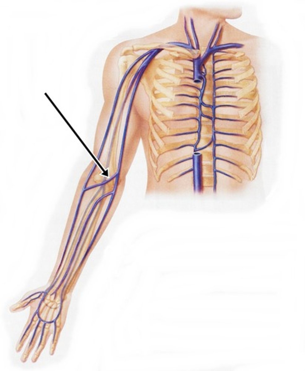 <p>The vein of choice because is it large and does not tend to move the the needle is inserted.</p>