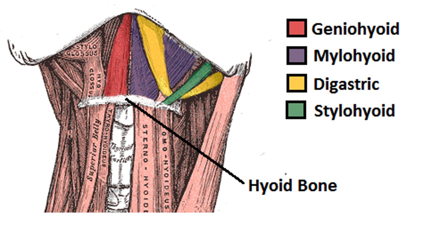 <p>- stylohyoid</p><p>- mylohyoid</p><p>- digastric</p><p>- geniohyoid</p>