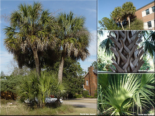 Angiosperm & monocot 

Family: Arecaceae

Common name: cabbage palm, sabal palm

Distribution: Native to FL, found throughout the coastal plain from South Carolina through FL out to Texas.

Habitat: Found in coastal communities. From wet to dry (xeric->hydric).

Forms a single stem (monocot). 

 Evergreen

Can get up to 90ft tall, but slow growing

Bark: Boots (bases of petioles). Lattice-like pattern. Boots can fall or burn off. If they fall off they leave rings.

Leaves: simple, alternate, costa palmate. The petiole extends into the base of the leaf blade (hastula/spear). Parallel venation. Smooth petiole. 

Flowers/fruits: Doesn't flower until mature. Monoecious. Fruits are drupes. Bluish-purple. 1/2in in diameter and fall off the tree.

Well adapted to disturbances esp. the ones typical of FL.

*Susceptible to Lethal bronzing

Native Americans ate the interior below the terminal bud 

Commercially important for horticulture

Wildlife: bears, birds, pollinators, etc.