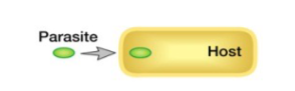 <p>-one host organism gains (parasite) and the other is harmed (host)</p><p>-outcome of long-term parasitic relationship: genome reduction, parasite loses unused genomic information</p><p>-successful parasites have evolved to co-exist in equilibrium with their hosts</p><p>-Lichen: green bacteria and fungi</p>