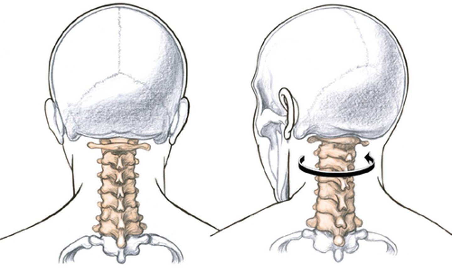 <p>neck</p>