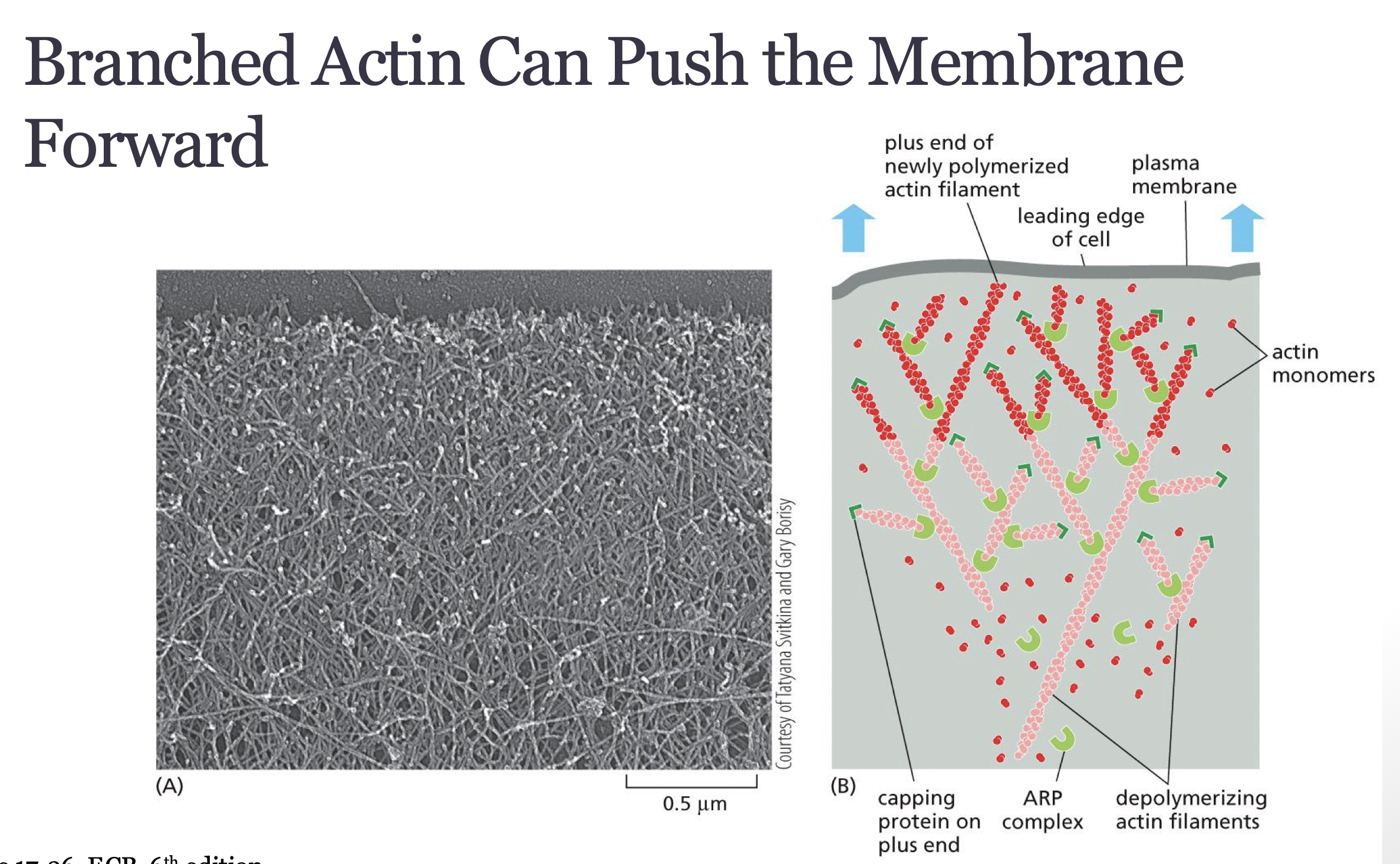<p>branched actin</p><ul><li><p>activation of ARP 2/3 change dynamics of plasma membrane</p></li></ul><p></p>