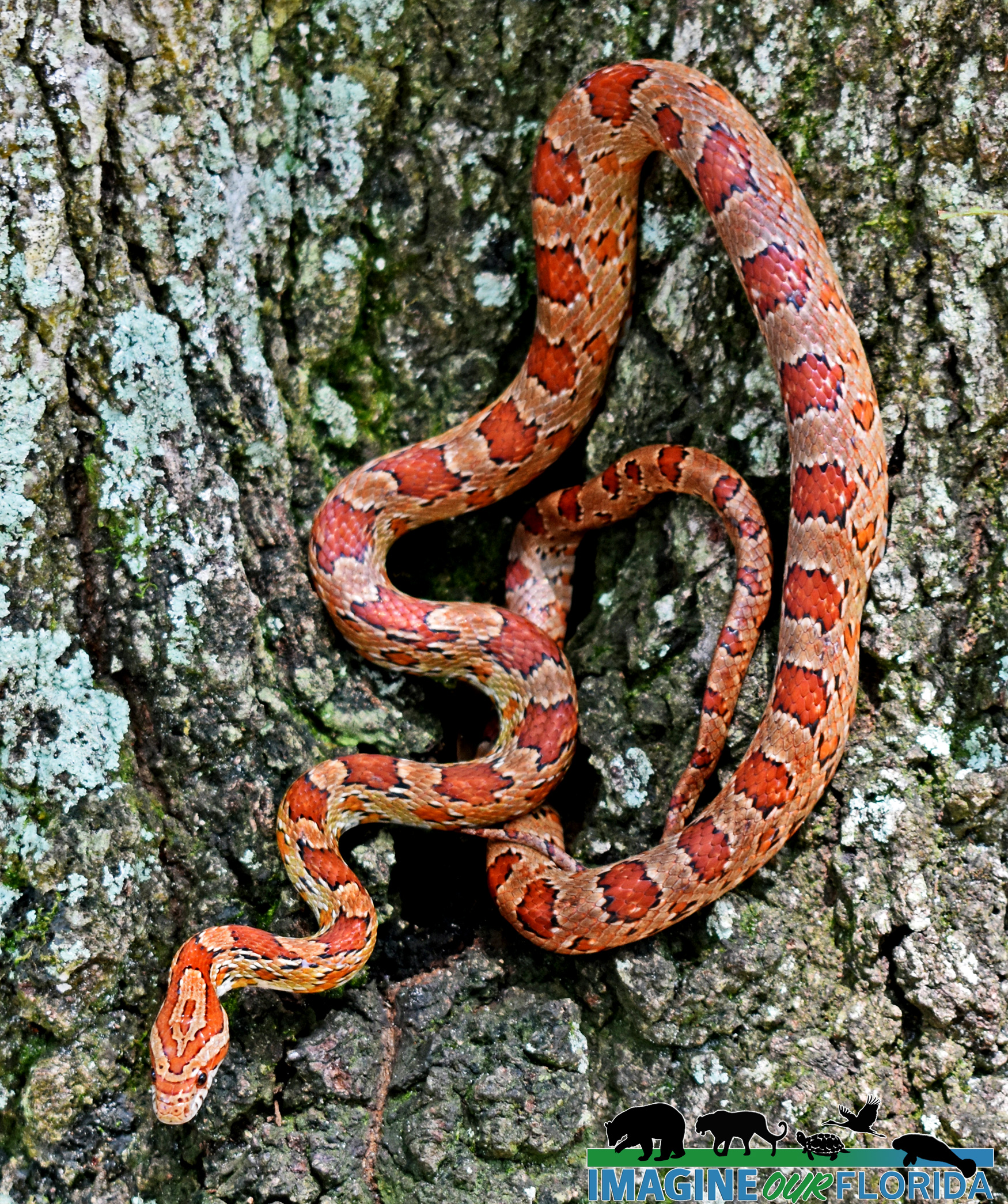<p>Red Cornsnake</p>