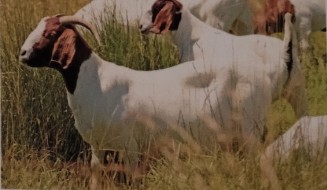 <p>originated in south africa in 1900 and brought to us in 1990s. pendulous ears with dark browth or red coloring . meat goat that is hardy and disease resistant known for quick growth rate. most popular of the meat breeds and well as one of the largest</p>