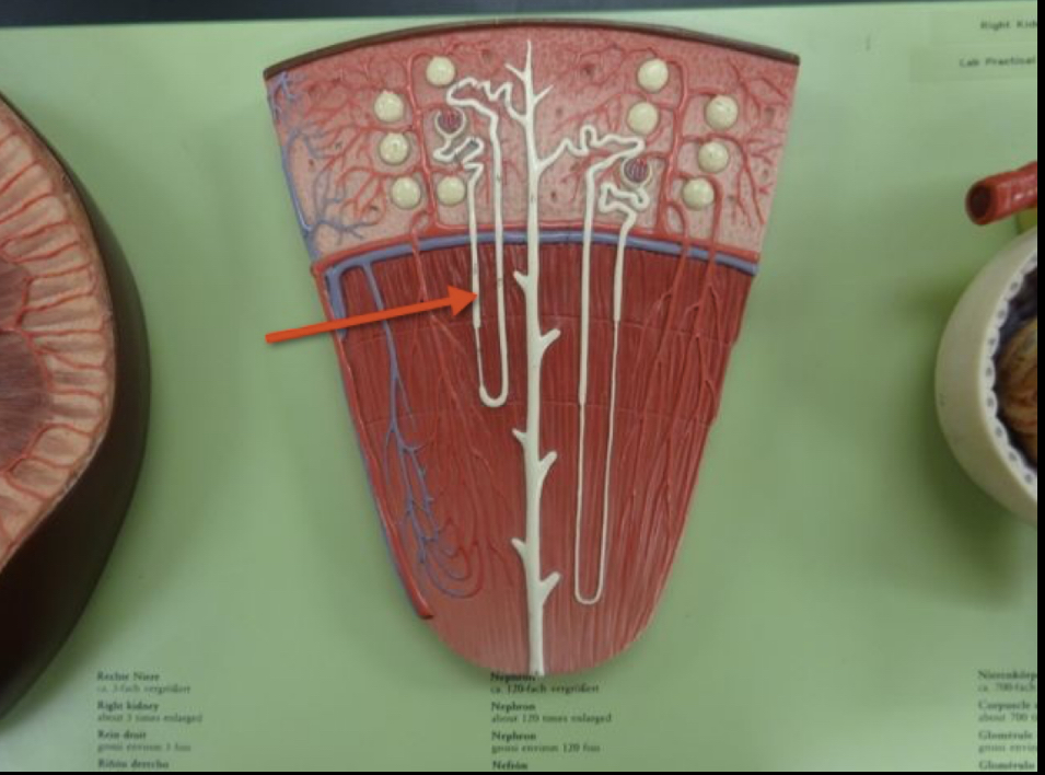 <p>Name the structure </p>