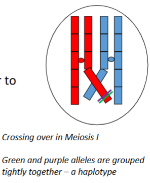 <p>A haplotype is a set of polymorphisms (alleles or genetic markers/SNPs) that are grouped tightly together on a single chromosome and tend to be inherited together through many generations because they are not separated by crossing over.</p>