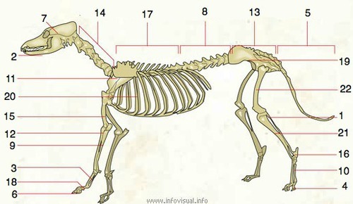 <p>DEFINITION</p><p>hip bone</p>