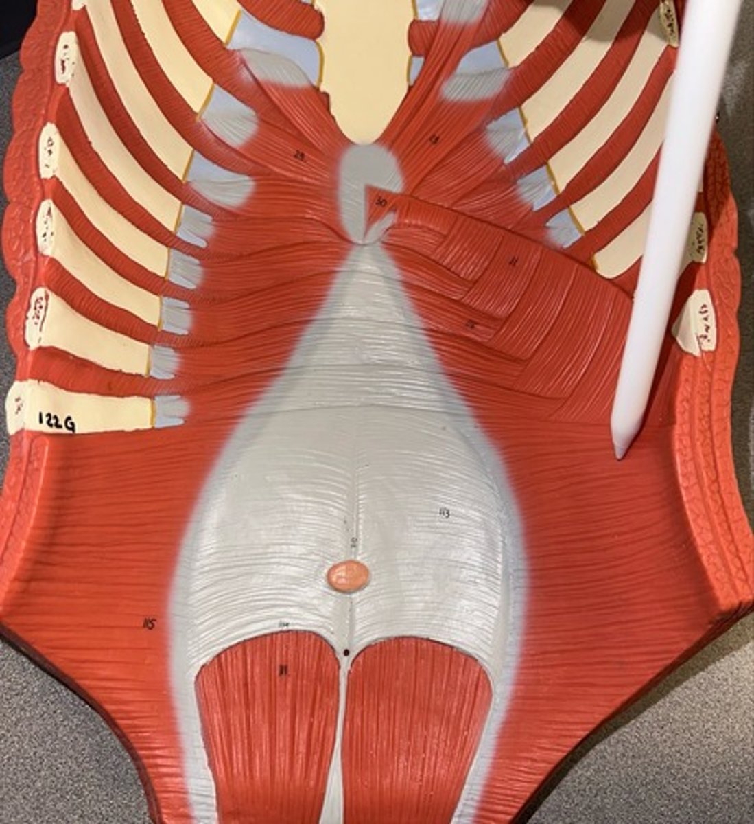 <p>Transverse Abdominis</p>
