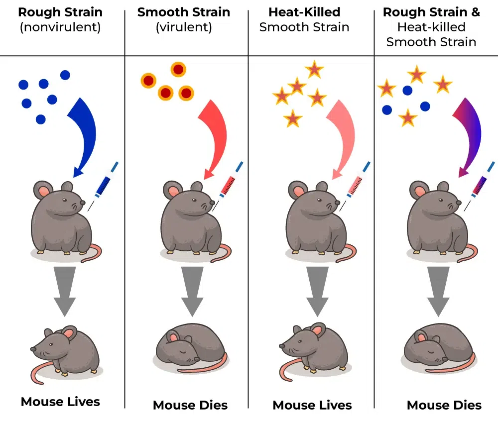 <p>The transforming principle: When a mouse was injected with a live smooth virulent of of Streptococcus pneumoniae, it developed pneumonia. When injected with heat-killed smooth strains and live rough strains, the mouse survived, but when both were combined, the mouse died, indicating transformation. This meant that the observable traits of Streptococcus pneumoniae are caused by a physical material that’s transmissible and heritable</p>