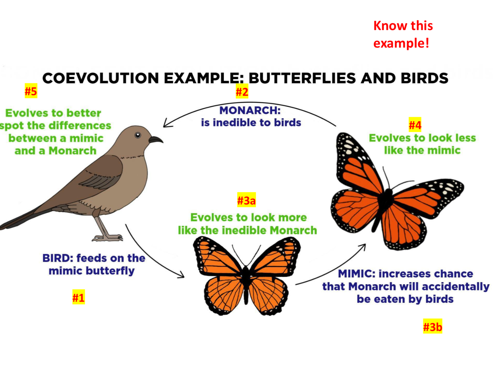 <p>In order for it to happen, the species must have dependence on each other, and reciprocal influence </p><p>Example: Butterflies and Birds </p><p>1) The bird wants to eat the mimics because the monarchs are inedible, so it evolves to be able to differentiate them better</p><p>2) The mimic itself evolves more to look like the inedible monarch </p><p>3) The monarch evolves to look less like the mimic</p>