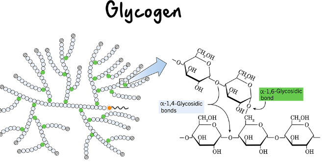 <p>An extensively branched glucose storage polysaccharide; the animal equivalent of starch.</p>