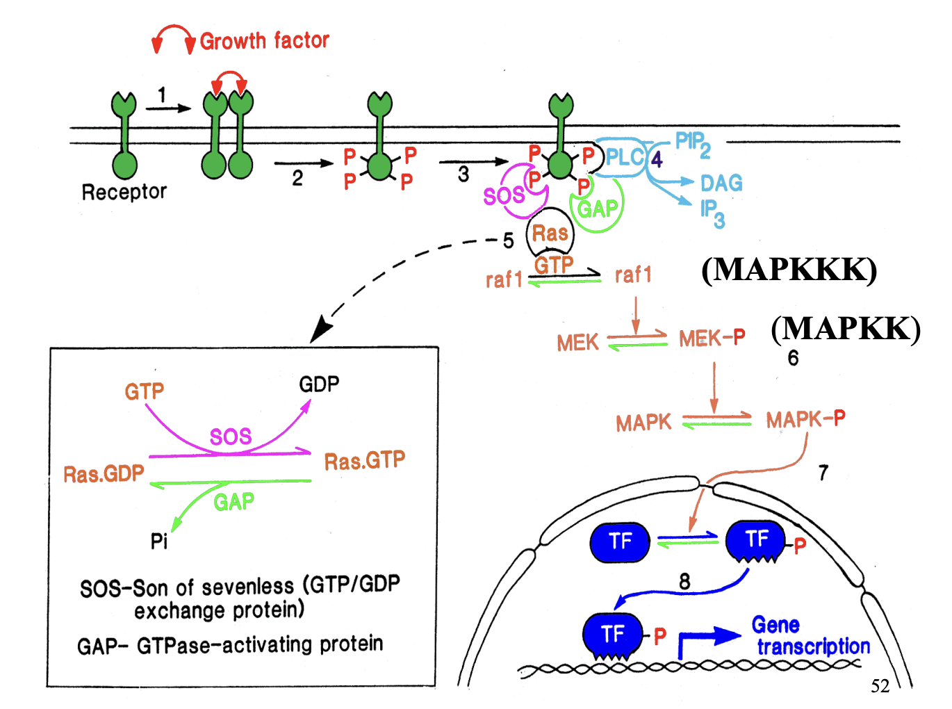 <ol><li><p>PDGF induces dimerisation of 2 PDGF receptors</p></li><li><p>2 tyrosine kinase domains phosphoylates each other on <strong>specific tyrosine residues</strong></p></li><li><p>Phosphylated tyrosine residues act as docking sites</p></li><li><p>Bind different amplifiers to form multi-molecular complex → spans several signalling pathways</p></li><li><p>One amplifier: <strong>PLC→ </strong>forms DAG and IP<sub>3</sub> (does the stuff from above…)</p></li></ol><p>Phosphylated receptor also…</p><ol start="6"><li><p>Attracts no. of proteins that regulate GTP-binding protein <strong>ras</strong></p></li></ol><p></p>
