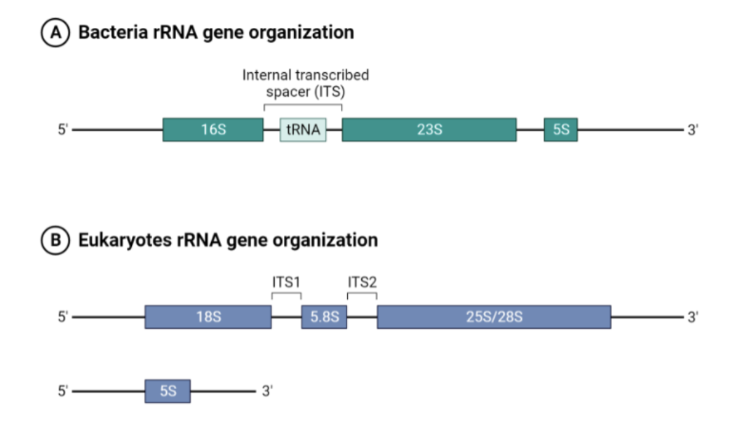 <p>What does this figure show?</p>