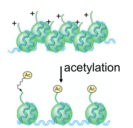 <p>type of chromosome remodelling</p><ul><li><p>acetyl groups get added to histones directly</p><ul><li><p>normal histones have naturally + charges</p></li><li><p>acetylation adds acetyl groups that have - charges</p><ul><li><p>dna also has - charged groups (ie phosphate groups) </p></li><li><p>makes it easier to unwind dna and for proteins to bind to promoter</p></li><li><p>inc rate of transcription</p></li></ul></li></ul></li></ul><p></p>