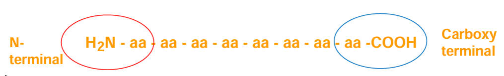 <ul><li><p>after pancreatic endopeptidase digestion peptides are attacked by exopeptidases</p></li><li><p><strong>carboxypeptidases </strong>split AAs fromm the carboxy terminal. are secreted by the pancreas as <strong>zymogens</strong></p></li><li><p><strong>amino peptidases</strong> split AAs from the N terminal. are made in <strong>SI glands.</strong> are found on the <strong>intestinal cell membrane</strong></p></li></ul><p></p>