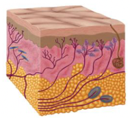 <p>receptors in the skin that respond to mechanical information</p><ul><li><p>Can involve pressure, movement, vibration, and stretching</p><ul><li><p>(physical force &amp; motion on your skin)</p></li></ul></li></ul><p></p>