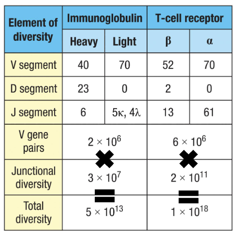 <ul><li><p>Junctional diversity takes up vast majority of diversity</p><ul><li><p>Heavy chain has junctional diversity twice (D+J) and (V+DJ)</p></li></ul></li></ul><ul><li><p><strong>Immunoglobulin (B cell):</strong> ~5 × 10¹³</p></li><li><p><strong>T-cell receptor:</strong> ~1 × 10¹⁸</p></li></ul><p></p>