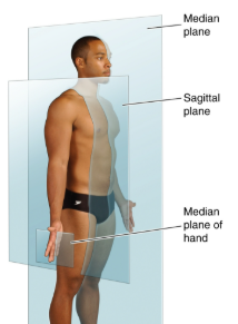 <p>planum sagittale - vertikálna a rovnobežná so stredovou rovinou, dve rozdielne polovice</p><p></p>
