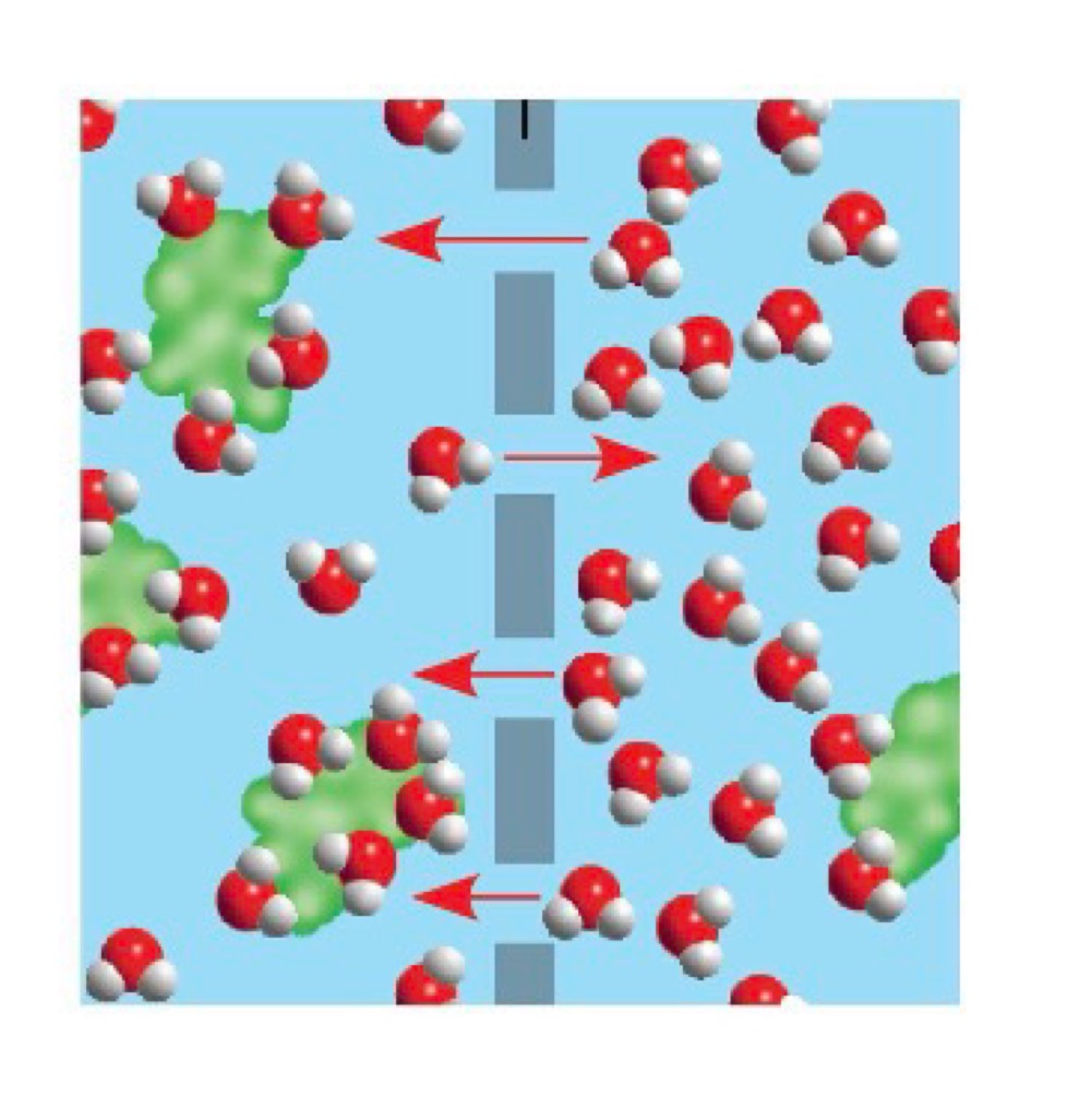 <p>Which direction will water move across the semipermeable membrane</p><p>a. left to right</p><p>b. right to left</p><p>c. water will not move</p>