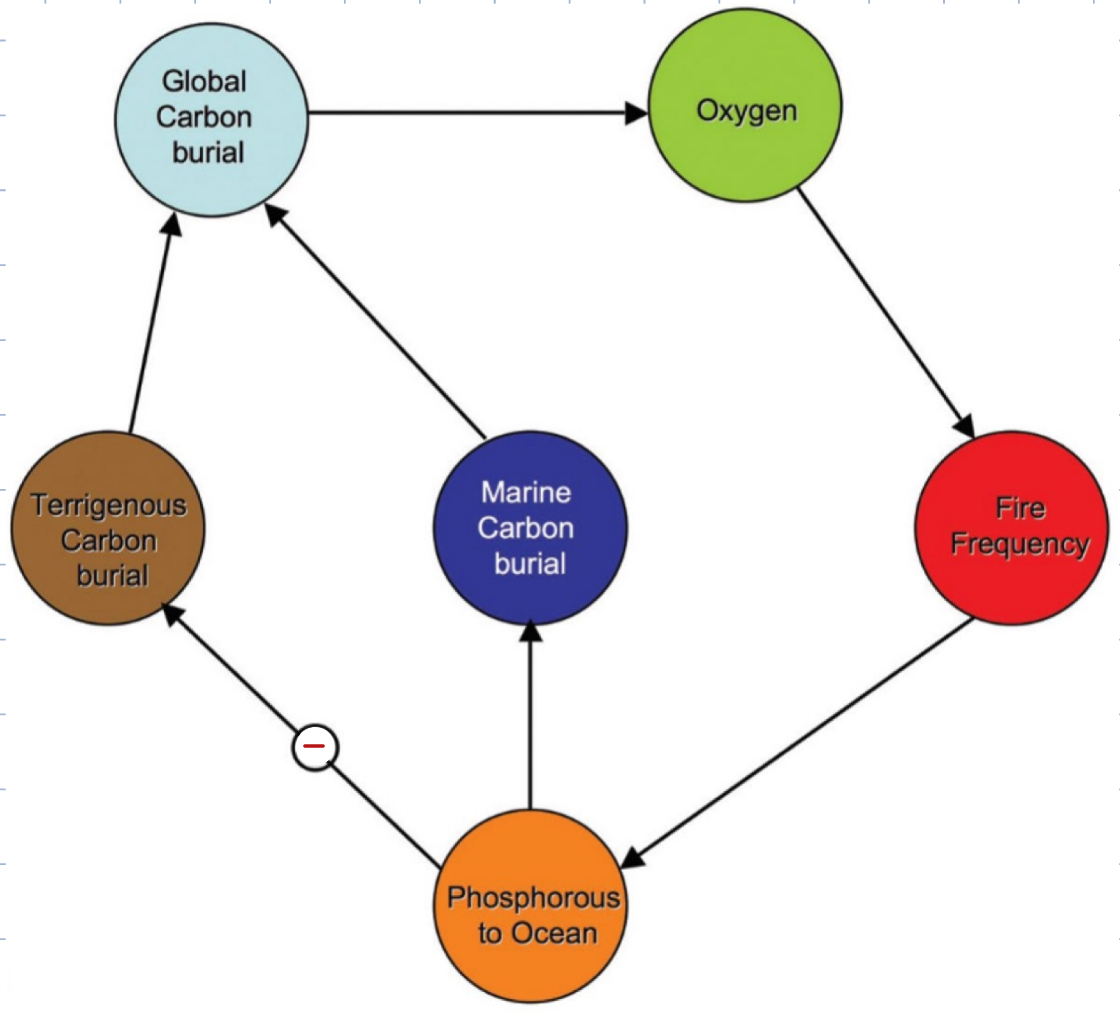 <p>Why is the relationship from “Phosphorous in the ocean” → “Terrigenous Carbon Burial” negative?</p>
