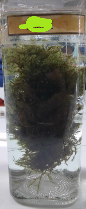 <p>having a microphyllous feature and spiral arrangement of leaves</p>