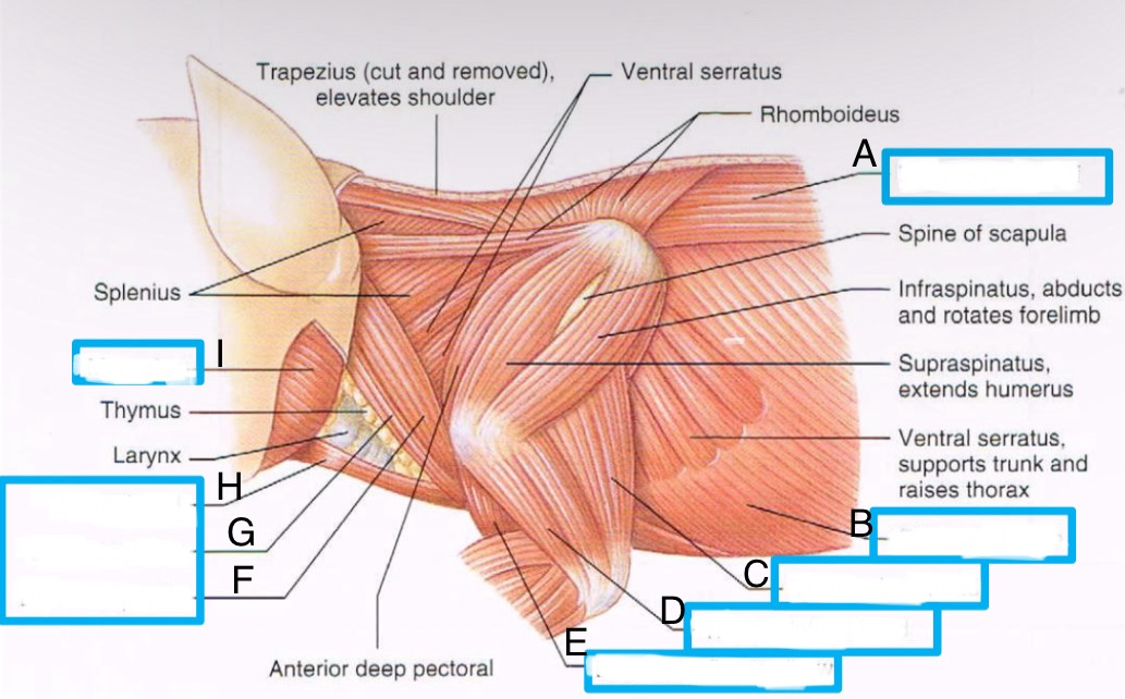 <p>What is D</p>