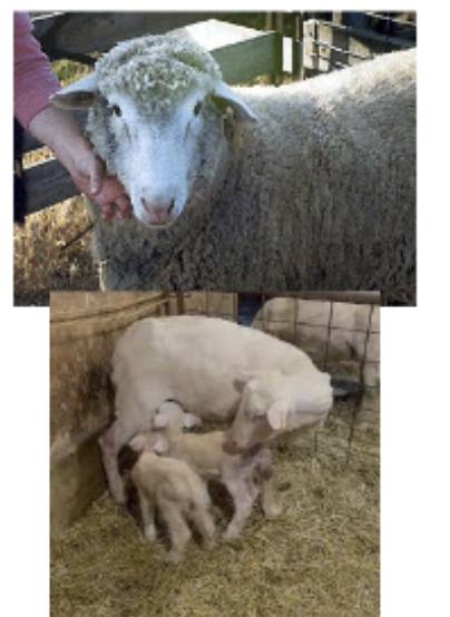 <p>Finn,Rambouillet, dorset, &amp; targhee cross, dreeam breed</p>