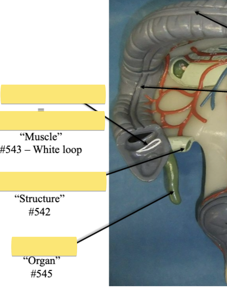 <p>Label organ</p>