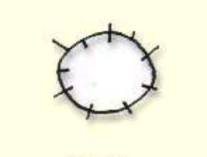 <p>Ring</p>