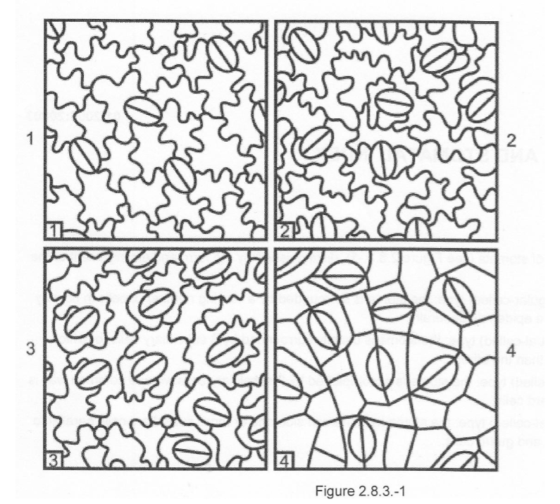 <ol><li><p>Anomocytisk type </p></li></ol><p>“Uregelmessig type”</p><p>Antallet celler rundt spalteåpningen varierer (ingen fast struktur).</p><p>De omkringliggende cellene skiller seg ikke tydelig fra andre epidermisceller.</p><p></p><ol start="2"><li><p>Anisocytisk type </p></li></ol><p>“Ulikcellet type”</p><p>Vanligvis tre celler rundt spalteåpningen, hvor én av dem er mindre enn de to andre</p><p></p><ol start="3"><li><p>Diacytisk type </p></li></ol><p>“Tverrstilt type”</p><p>To celler rundt spalteåpningen, og felles vegg står vinkelrett (90°) på åpningen.</p><p></p><ol start="4"><li><p>Paracytisk type </p></li></ol><p>“Parallel type”</p><p>To celler ligger langs begge sider av spalteåpningen, parallelle med den</p>