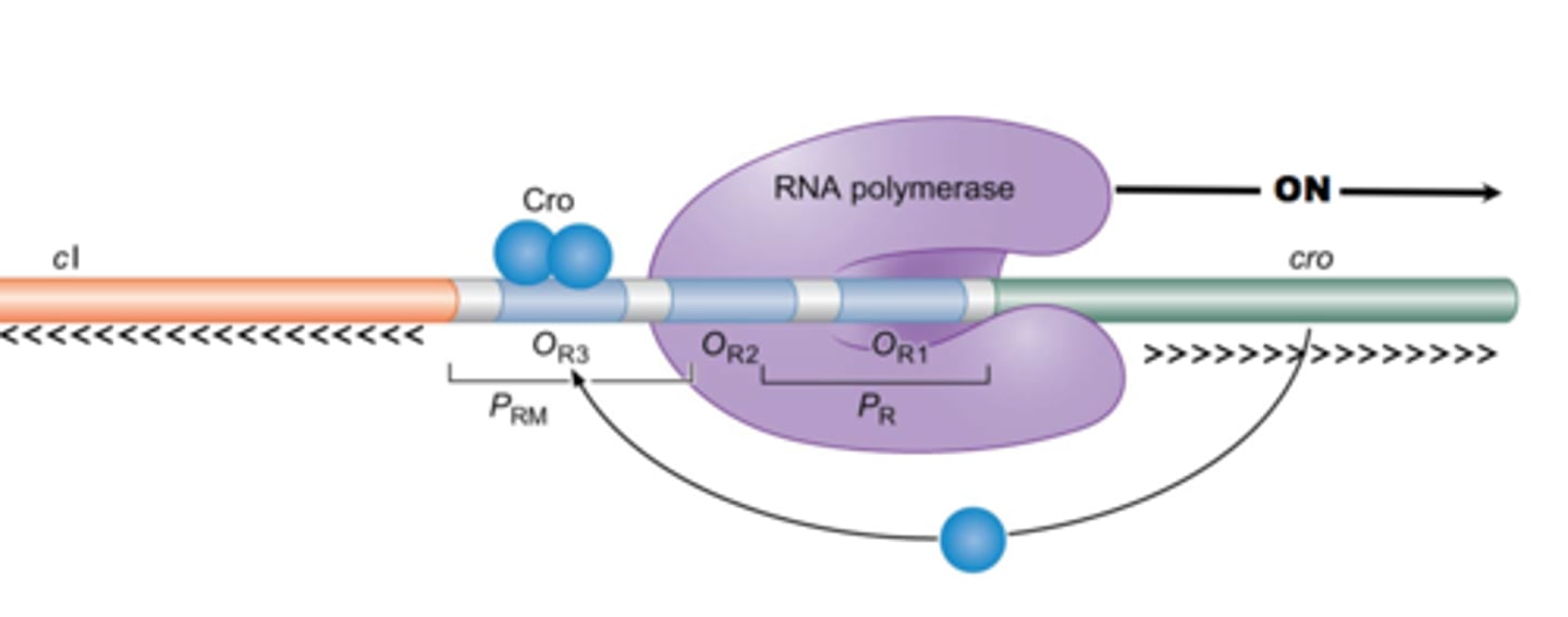 <p>protein that activates lytic events and represses lamba repressor protein</p>