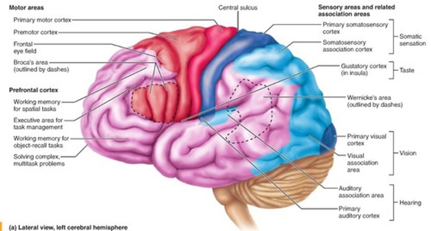 <p>- Contralateral function</p><p>- Premotor cortex</p><p>- Central sulcus</p>
